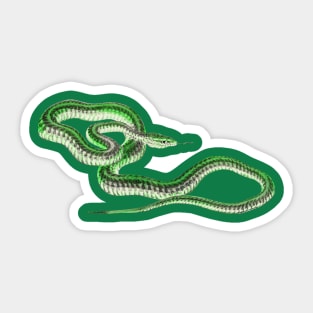 serpent,cobra,reptile,viper,venom,lizard,rattlesnake,king cobra Sticker